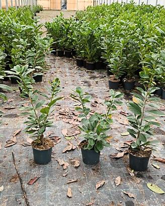 lauro ceraso vaso 18 da siepe 