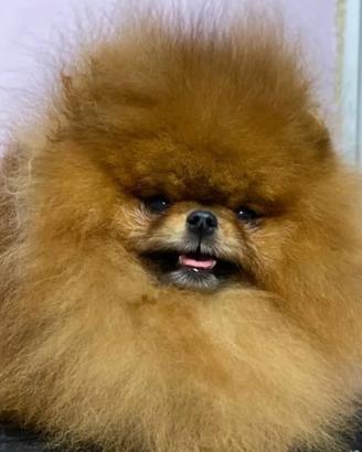 ACCOPPIAMENTO Volpino pomerania ORANGE 2kg