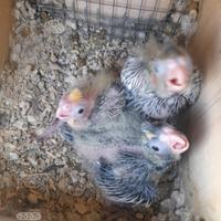 Calopsite da imbecco