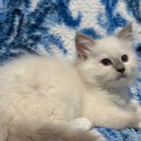 Cuccioli di ragdoll