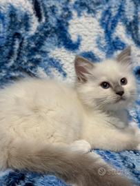 Cuccioli di ragdoll