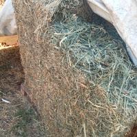 erba medica per pecore 