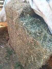 erba medica per pecore 