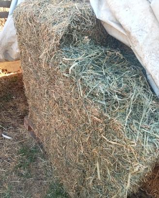 erba medica per pecore 