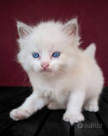 Cuccioli ragdoll bicolor