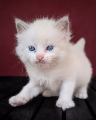 Cuccioli ragdoll bicolor