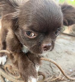 Chihuahua maschio super Toy da adulto 1.500kg