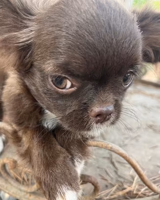 Chihuahua maschio super Toy da adulto 1.500kg