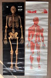Coppia Tavole Anatomiche Vintage ROCHE Anni 80/90