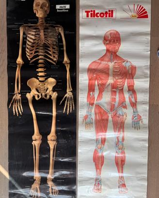 Coppia Tavole Anatomiche Vintage ROCHE Anni 80/90