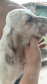 Cucciolata da caccia con pedigree ENCI