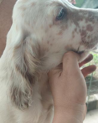 Cucciolata da caccia con pedigree ENCI