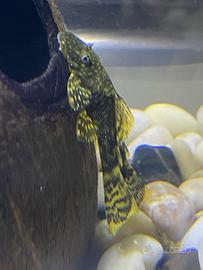 Pesci Ancistrus Dolichopterus