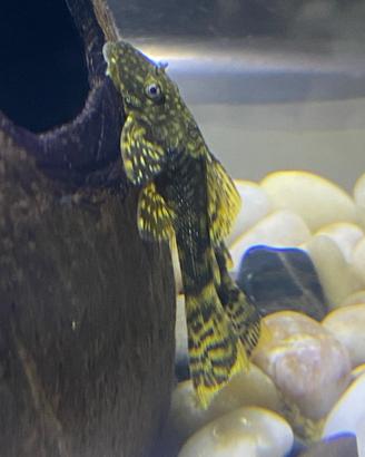 Pesci Ancistrus Dolichopterus