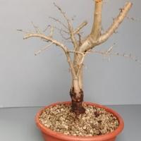 Biancospino 49x40cm In Vaso Da Interno Esterno Pia