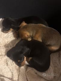 Cuccioli Chiweenie