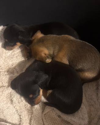 Cuccioli Chiweenie