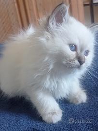 Sacro di Birmania (Anfi)