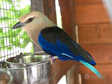 Coppia ghiandaia marina africana