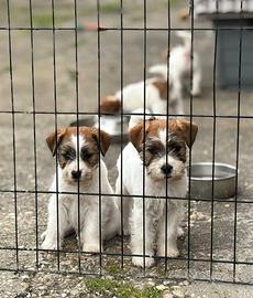 Cuccioli di jack Russell terrier