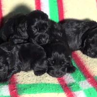 Cocker Spaniel cuccioli maschi