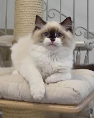 Maschietto Ragdoll, look "orsacchiotto", pedigree