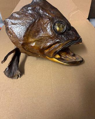 testa di pesce imbalsamata trota rare trofeo unico