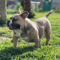 American bulli poket