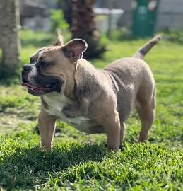 American bulli poket