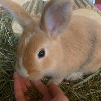 Coniglietto nano