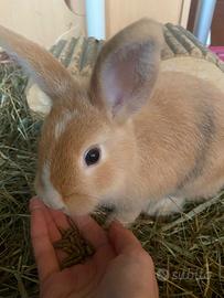 Coniglietto nano