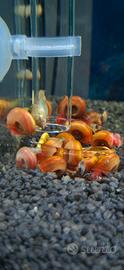 Lumache acquario dolce