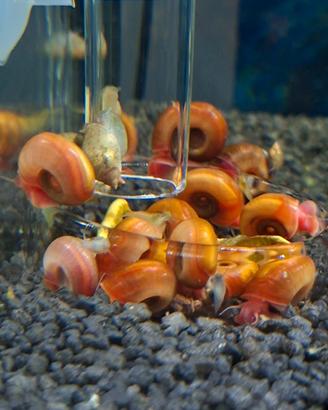 Lumache acquario dolce