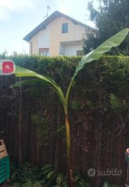 banano 