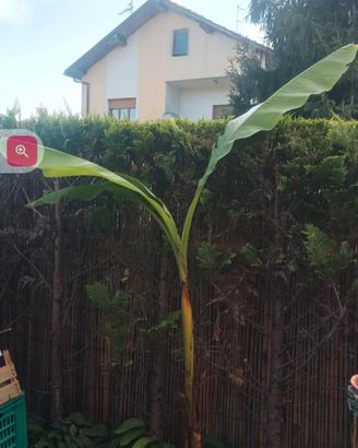 banano 