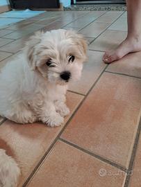 Splendida cucciolata di Maltese