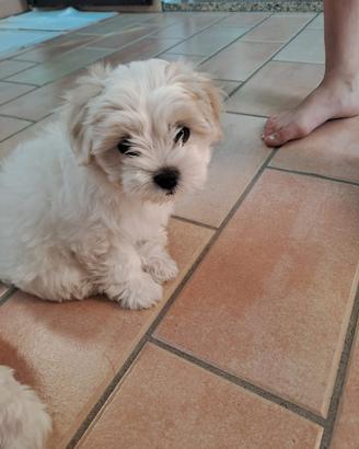 Splendida cucciolata di Maltese