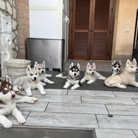 Siberian husky cuccioli
