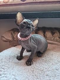 Cucciola sphynx con pedigree