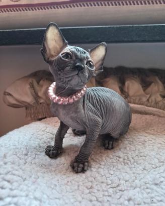 Cucciola sphynx con pedigree