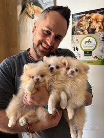 Maschietti Pomeranian favolosi