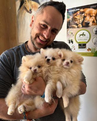 Maschietti Pomeranian favolosi