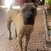 Sharpei per monta