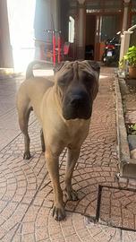 Sharpei per monta