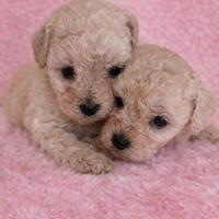 Barboni toy