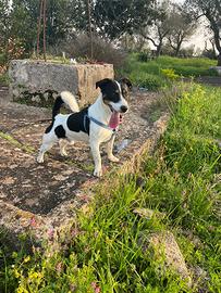 Jack Russell Terrier maschio da monta