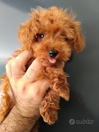 Cucciolo di Barboncino Teacup 