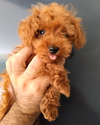 Cucciolo di Barboncino Teacup 