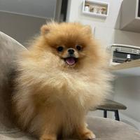 Spitz pomerania per monta