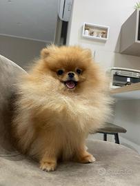 Spitz pomerania per monta